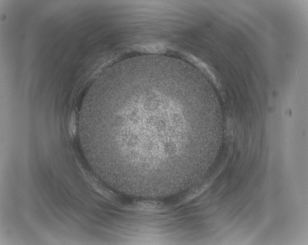 X0000081560069200701291200