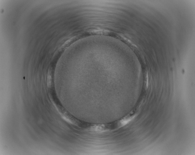 X0000081560080200701291200