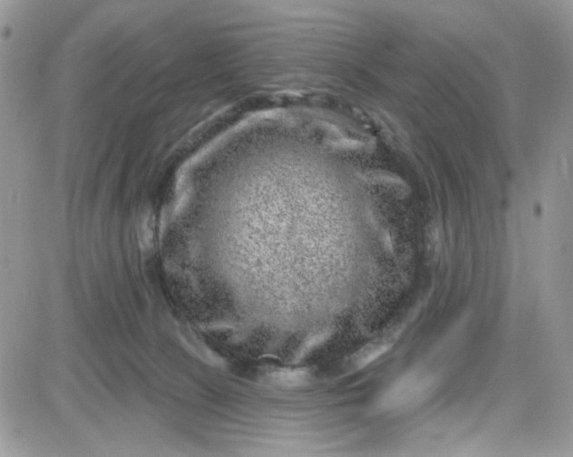 X0000081560081200701291200