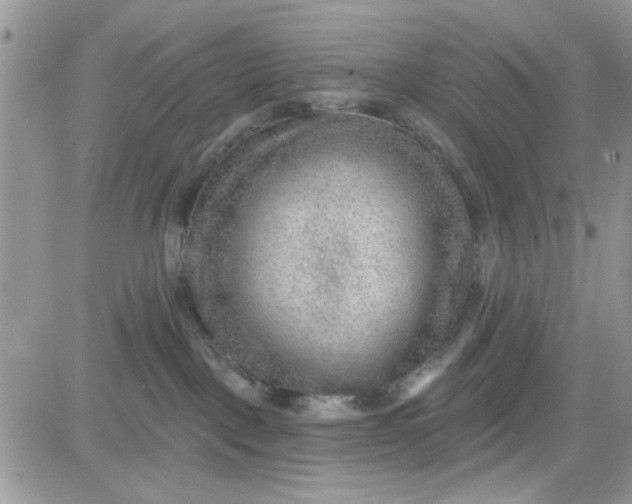 X0000081560093200701291200