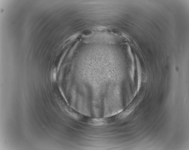 X0000081560095200701291200