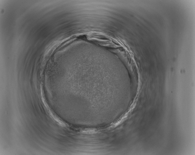 X0000081560097200701291200