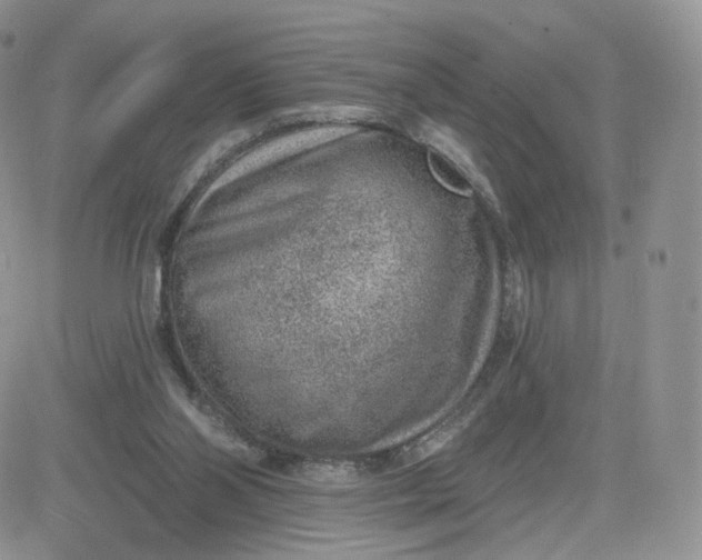 X0000081560110200701291159