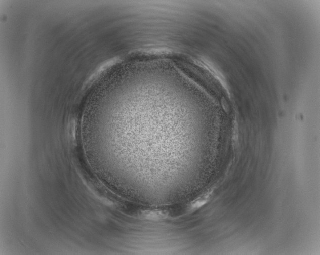 X0000081560115200701291159