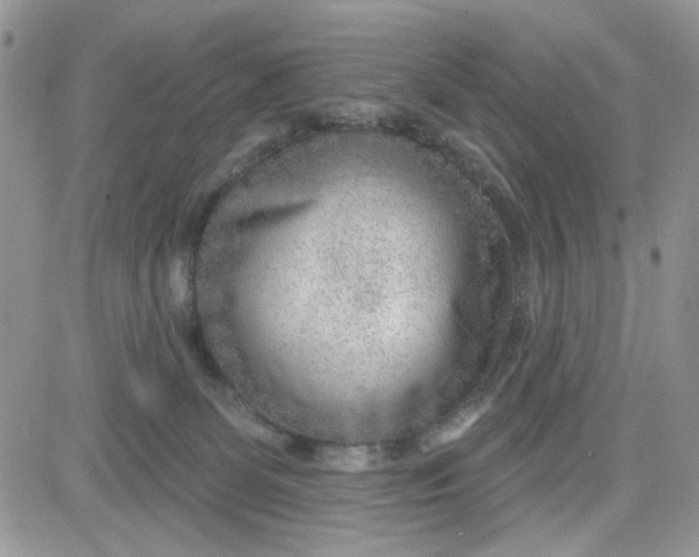 X0000081560131200701291159