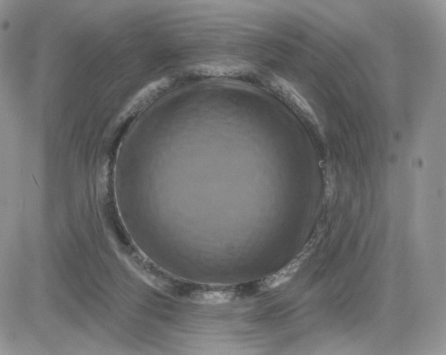 X0000081560163200701291158