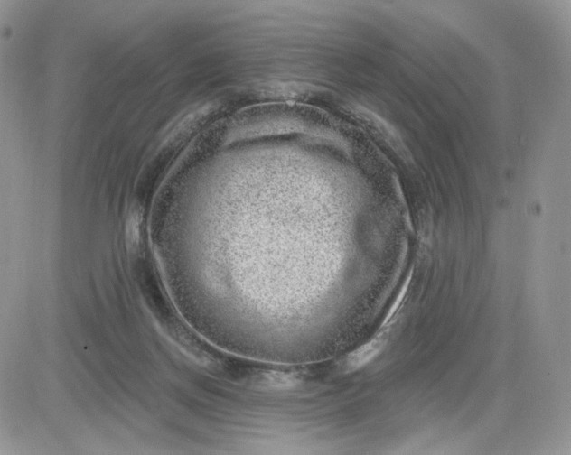 X0000081560166200701291158