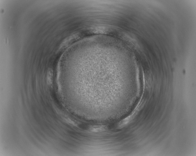 X0000081560175200701291159