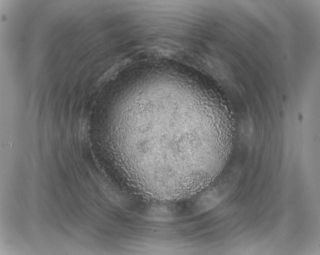 X0000081560177200701291159