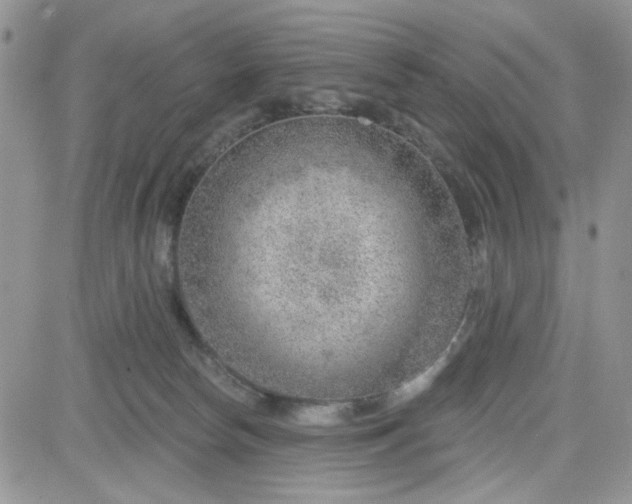 X0000081560178200701291159