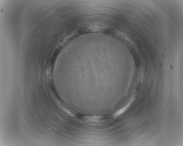 X0000081560182200701291159