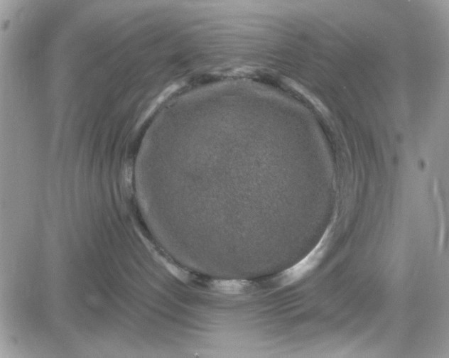 X0000081560192200701291159