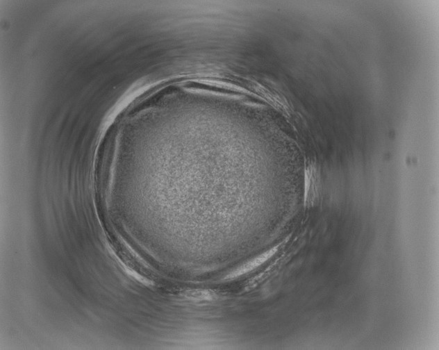 X0000081560195200701291158