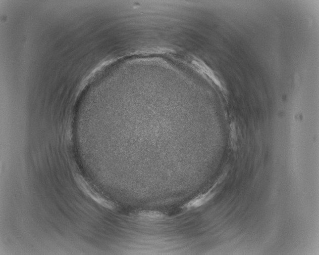 X0000081560203200701291158