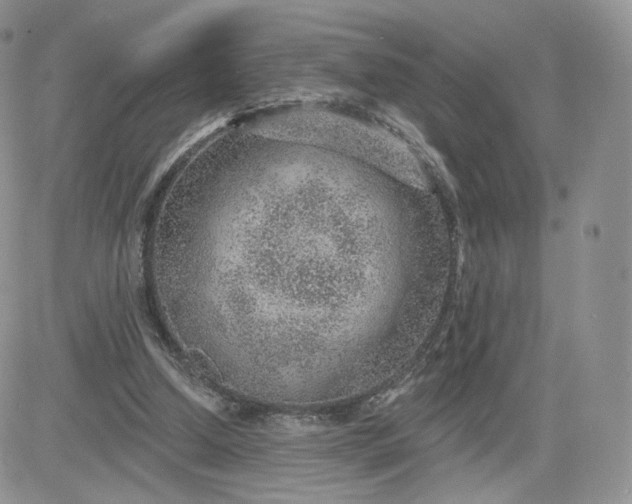 X0000081560250200701291157