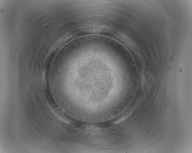 X0000081560258200701291157