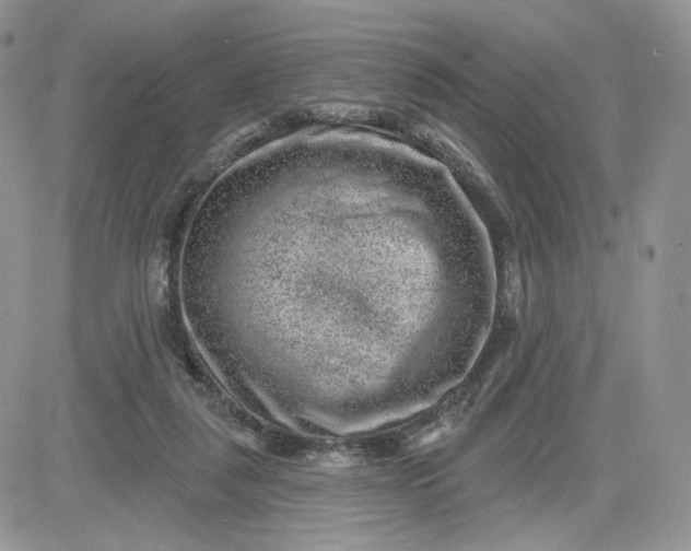 X0000081560259200701291157