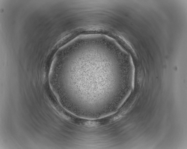 X0000081560261200701291157