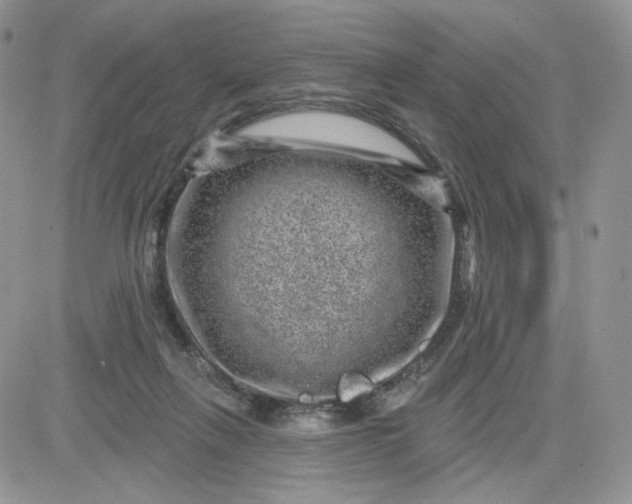 X0000081560263200701291157