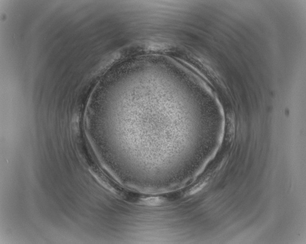 X0000081560269200701291157