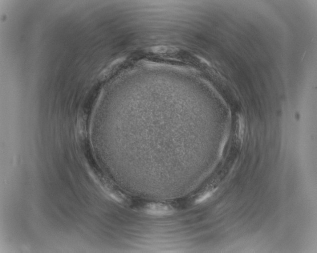 X0000081560272200701291157