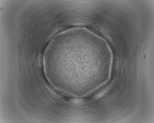 X0000081560273200701291157