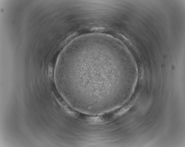 X0000081560281200701291157