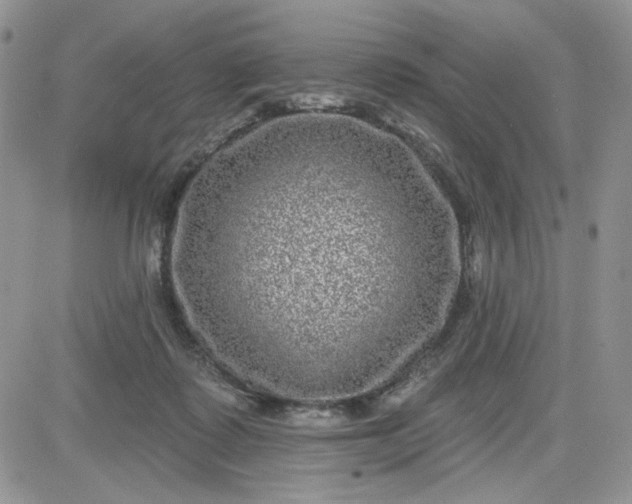 X0000081560315200701291156