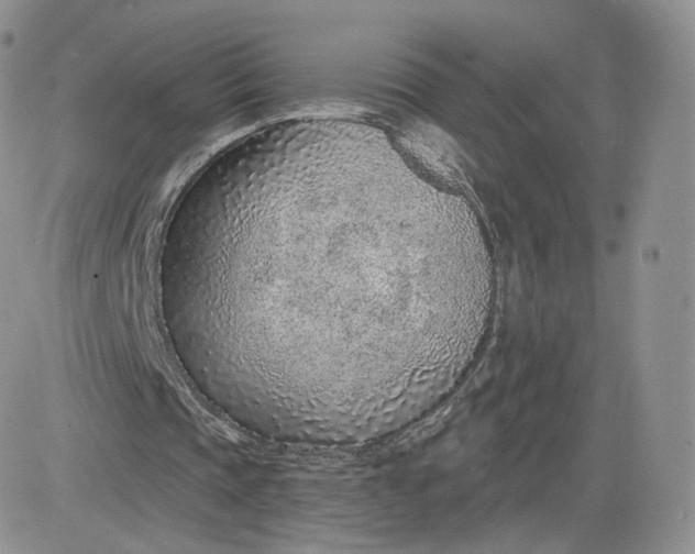 X0000081560337200701291155