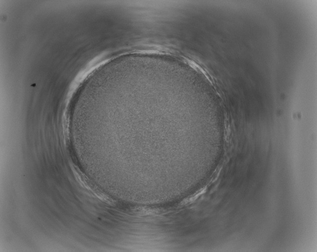 X0000081560343200701291155