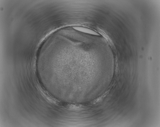 X0000081560346200701291155