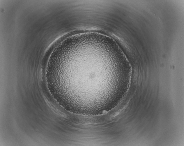 X0000081560351200701291155