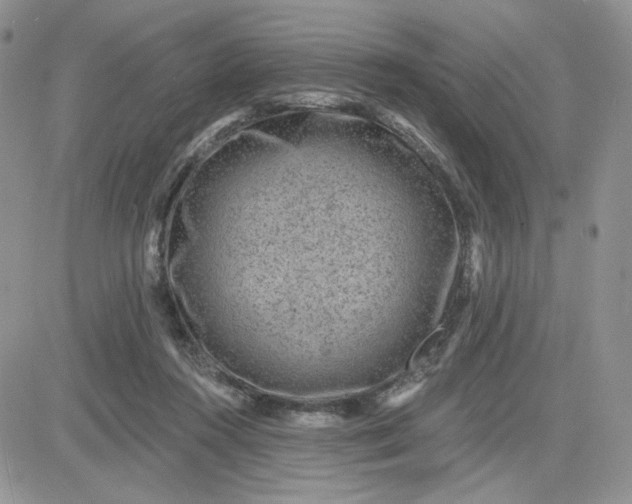 X0000081560360200701291155