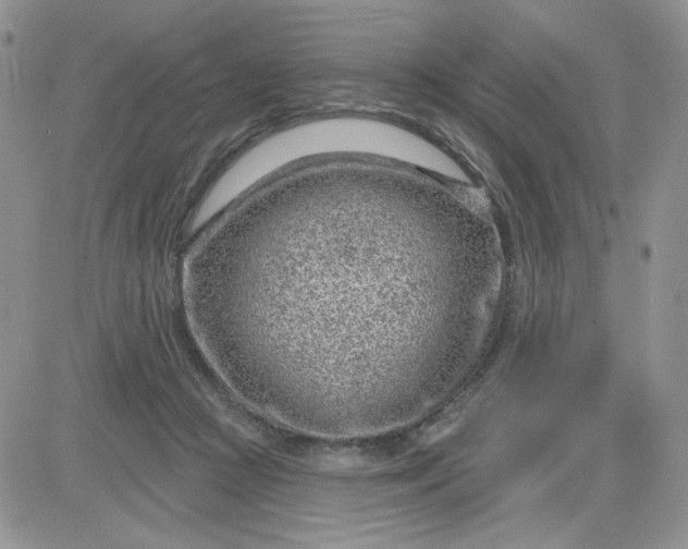 X0000081560361200701291155