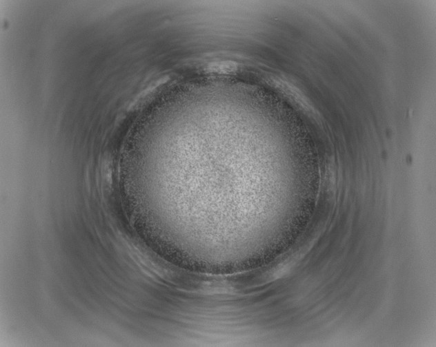 X0000081560363200701291155