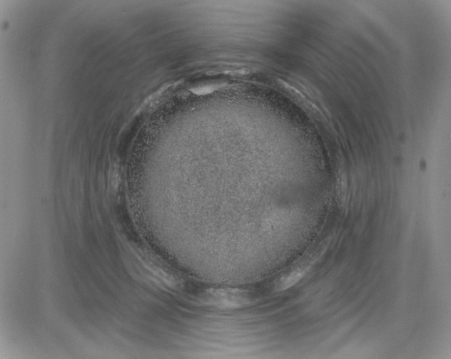 X0000081560367200701291155