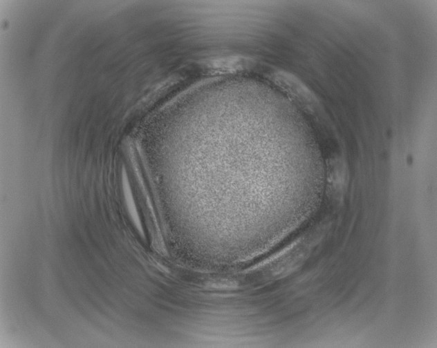 X0000081560369200701291156