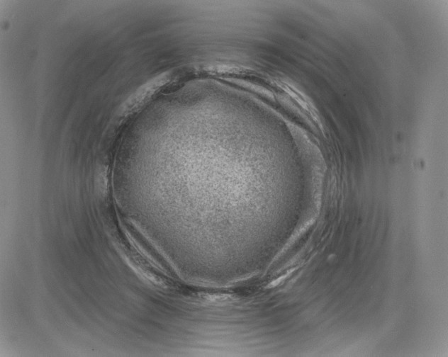 X0000081560401200701291155