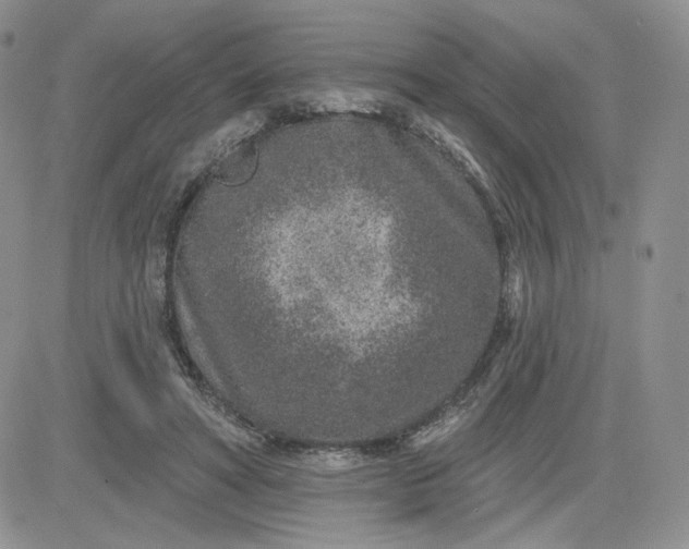 X0000081560402200701291155