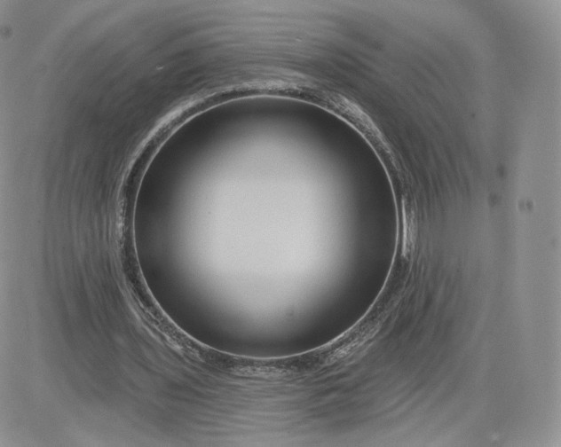 X0000081560435200701291153