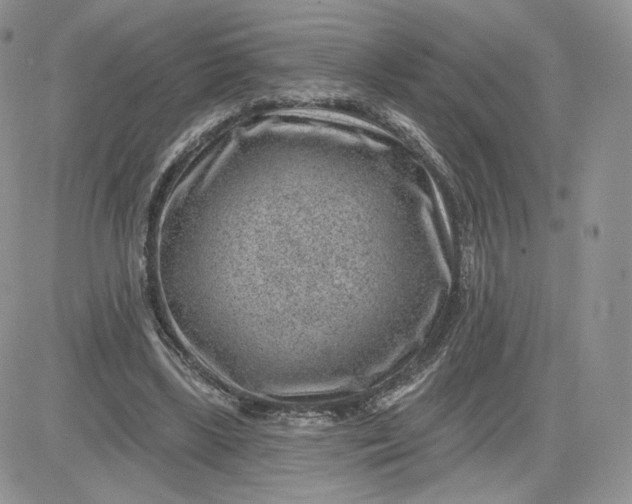 X0000081560443200701291154