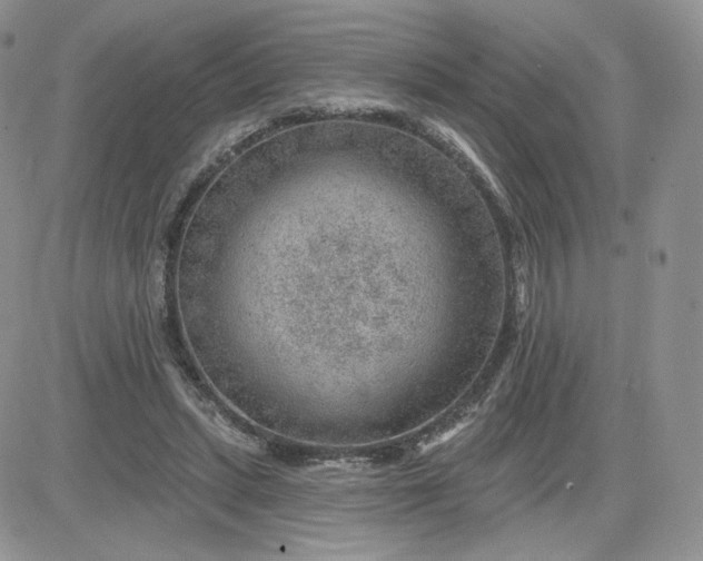 X0000081560447200701291154