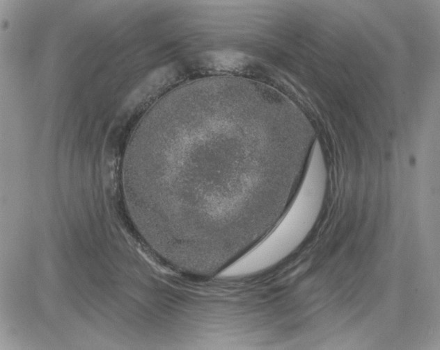 X0000081560462200701291154