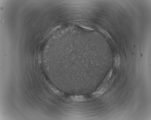 X0000081560517200701291153