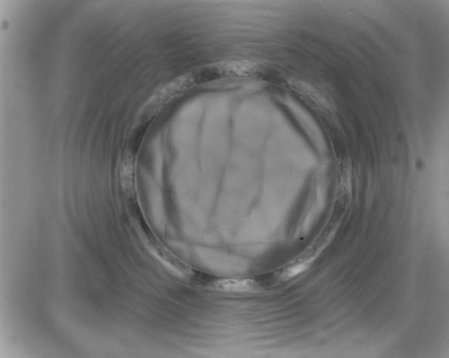 X0000081560526200701291153