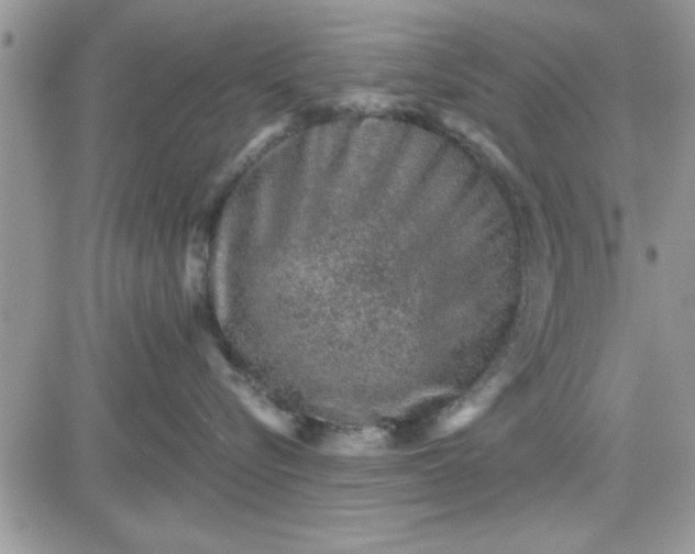 X0000081560576200701291153