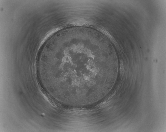 X0000081560626200701291150