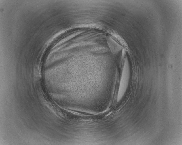 X0000081560628200701291150