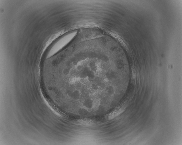 X0000081560630200701291150