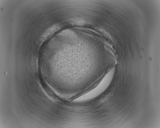 X0000081560638200701291150